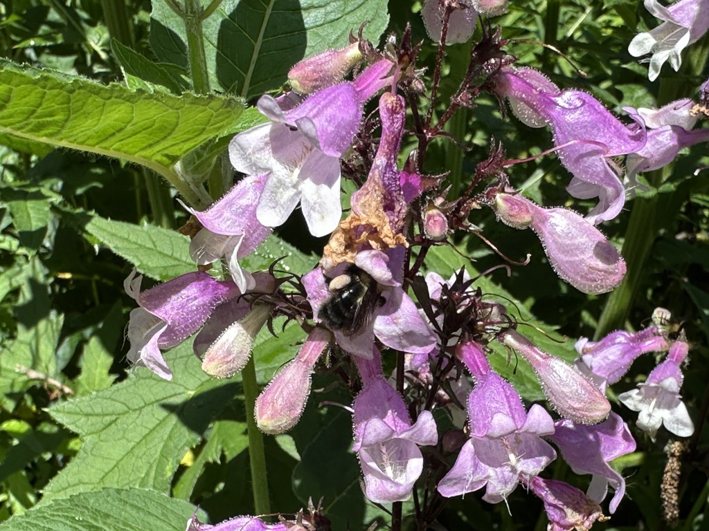 A photo of Penstemon 'Midnight Masquerade' in bloom being visited by a bumblebee