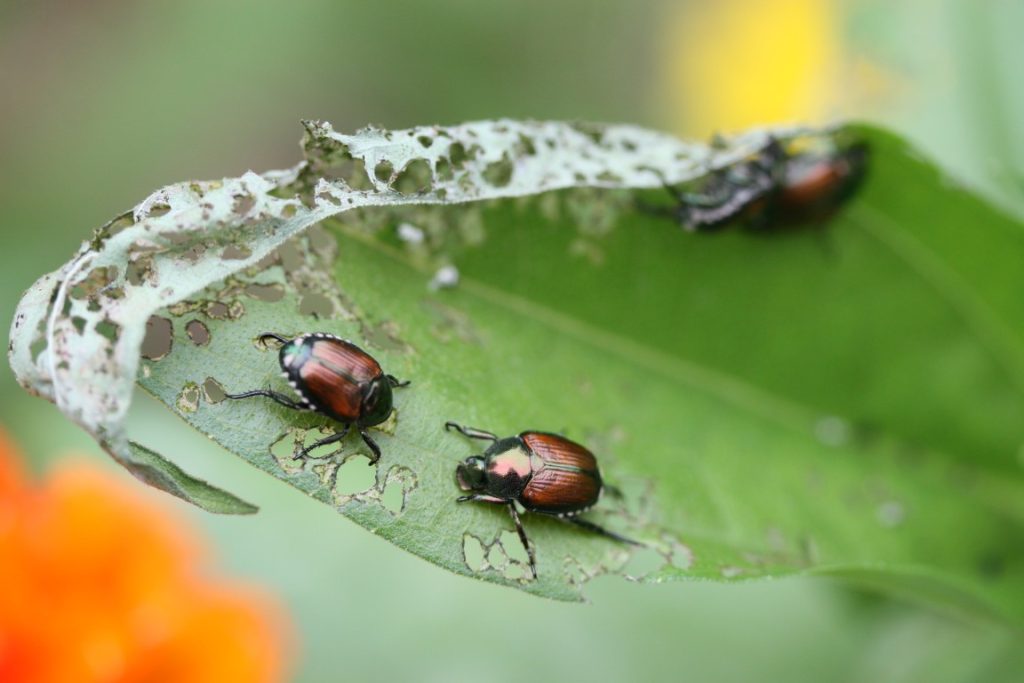 A close-up photo of Japanese beetles devouring a zinnia leaf