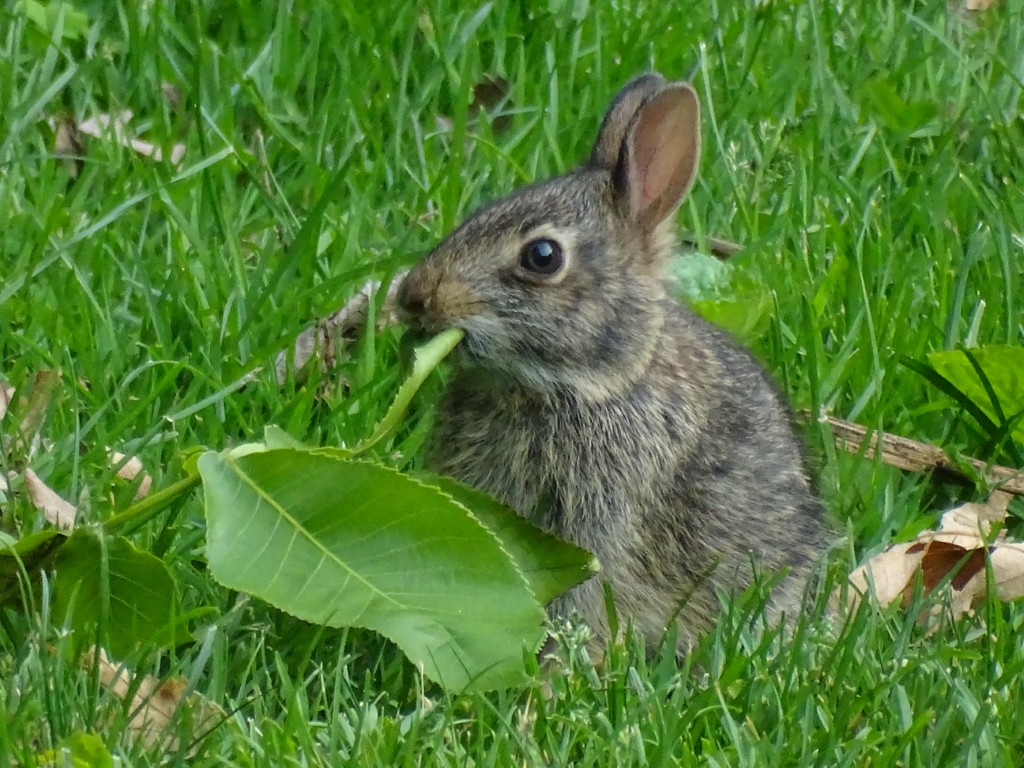 A photo of a baby rabbit eating hickory tree leaves