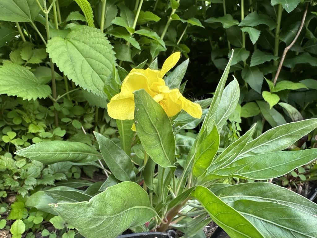 A photo of an evening primrose finishing it's blooming day