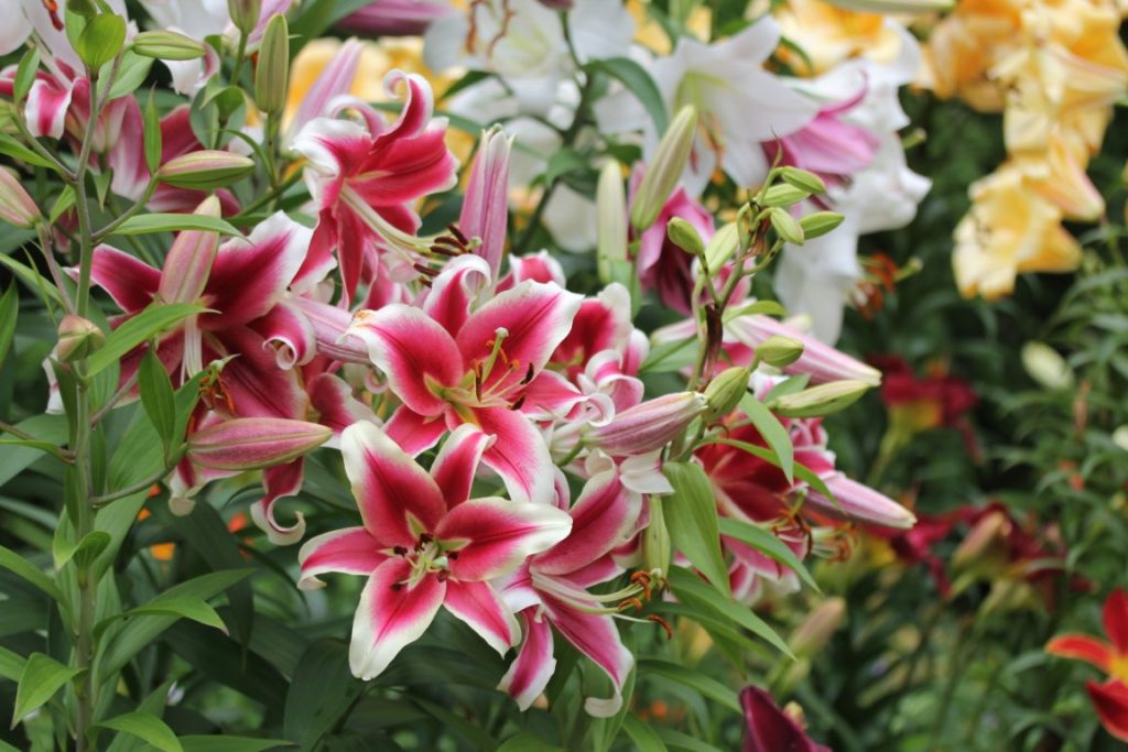 A photo of Orienpet lilies in bloom