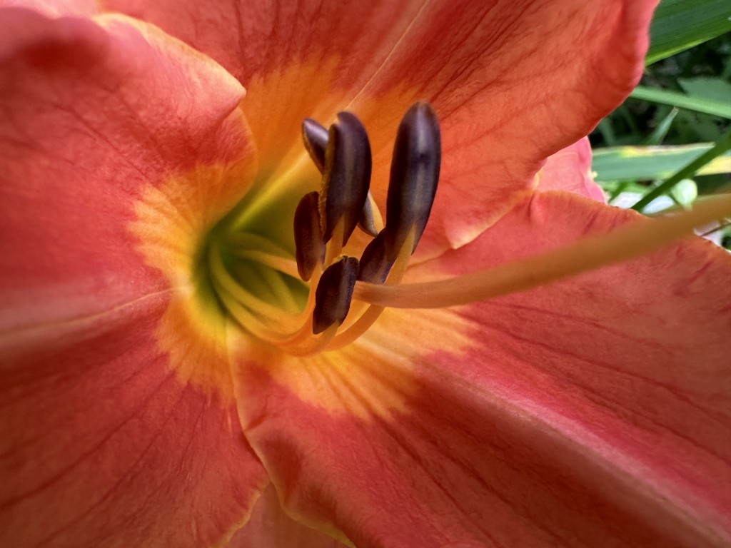 A close-up photo of 'Amber Sunset' daylily in bloom