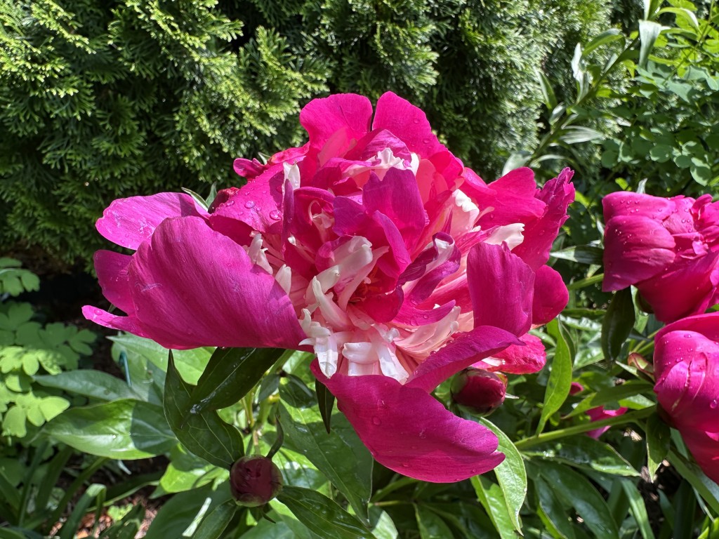 A photo of peony 'Celebrity' in bloom