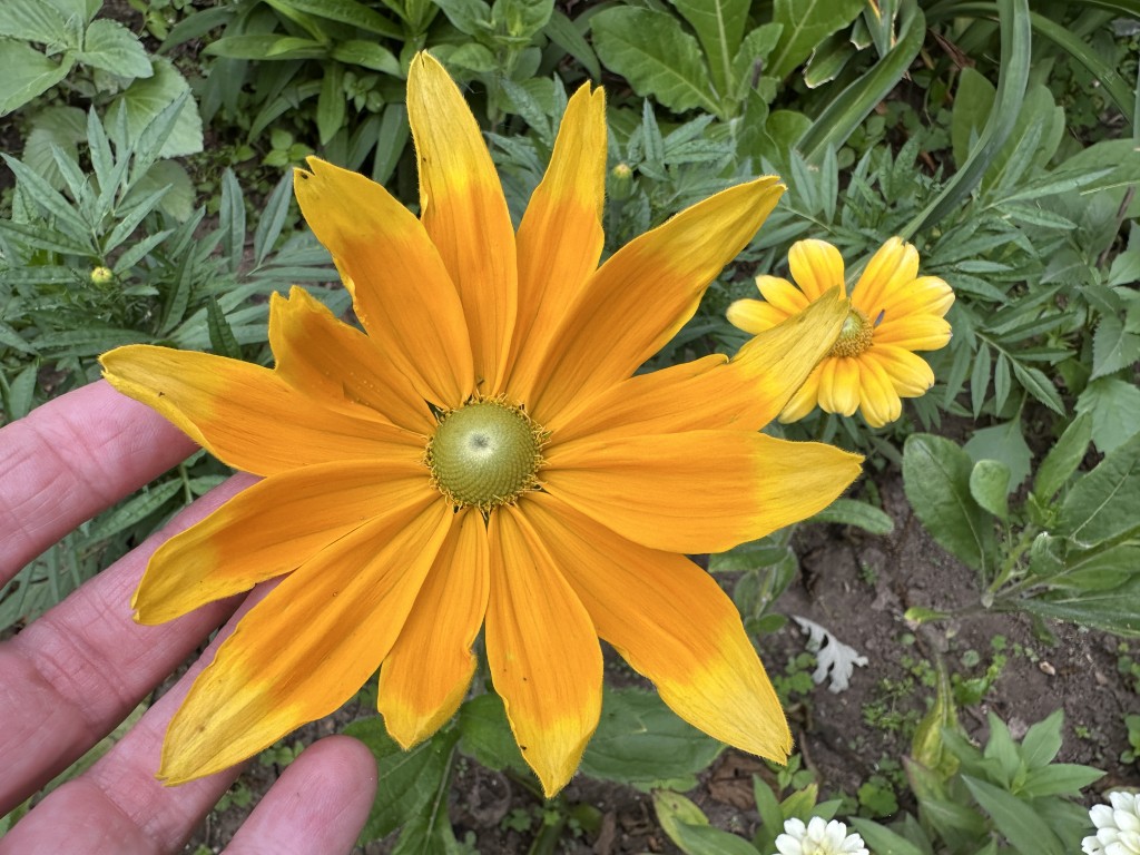 A close-up photo of rudbeckia 'Prairie Sun' in bloom