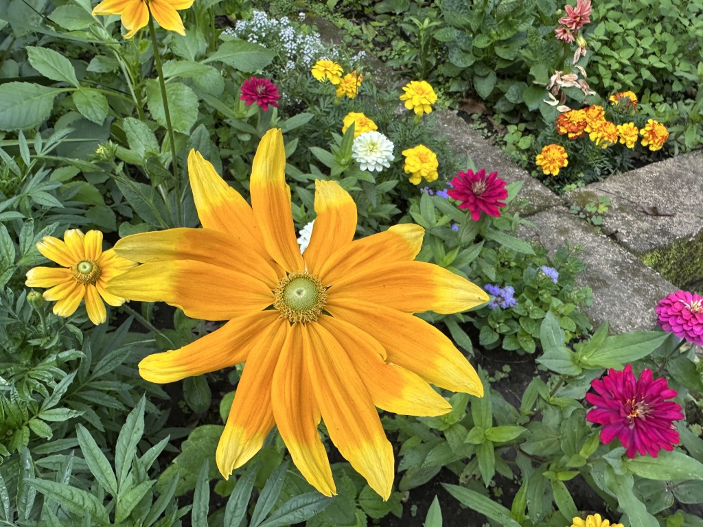A close-up photo of rudbeckia 'Prairie Sun' in bloom