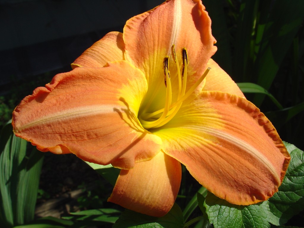 A photo of 'Amber Sunset' daylily in bloom