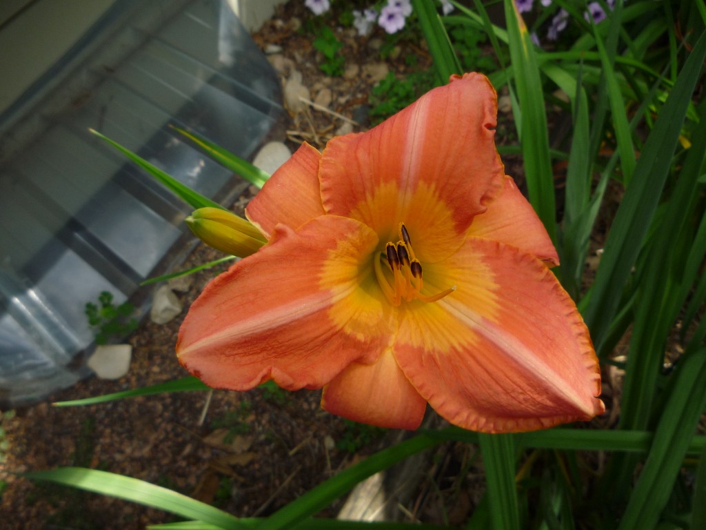 A photo of 'Amber Sunset' daylily in bloom