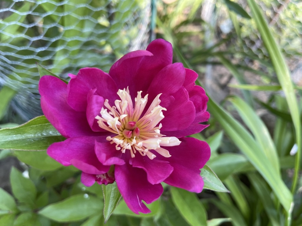 A photo of peony 'Celebrity' in bloom