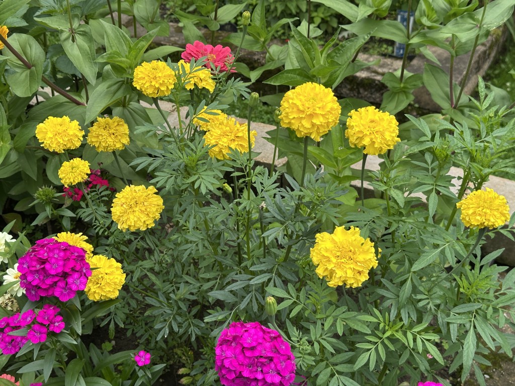 A photo of 'Simba Yellow' marigold flowers in bloom