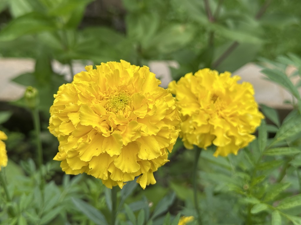 A photo of 'Simba Yellow' marigold flowers in bloom