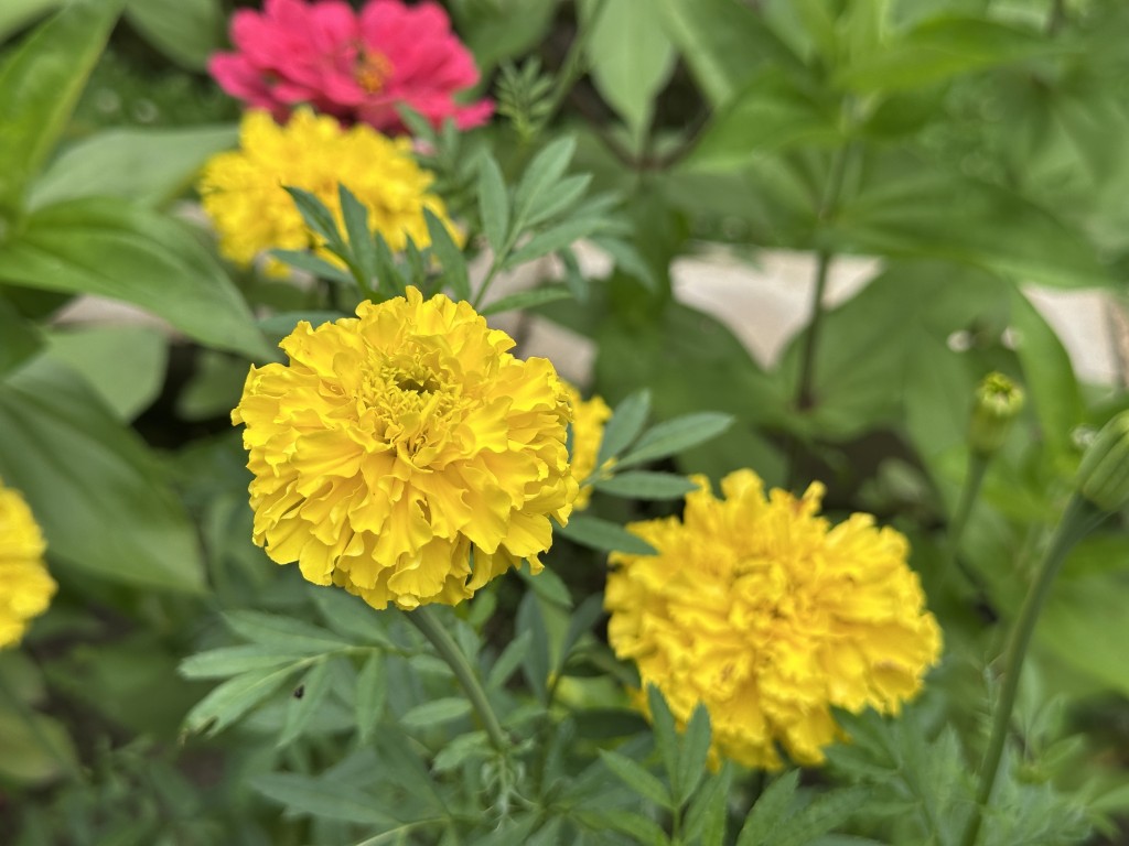 A photo of 'Simba Yellow' marigold flowers in bloom