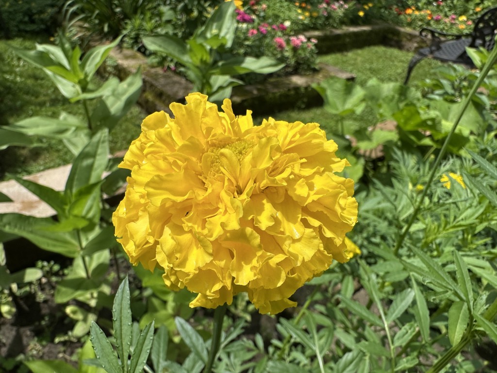 A photo of 'Simba Yellow' marigold flowers in bloom