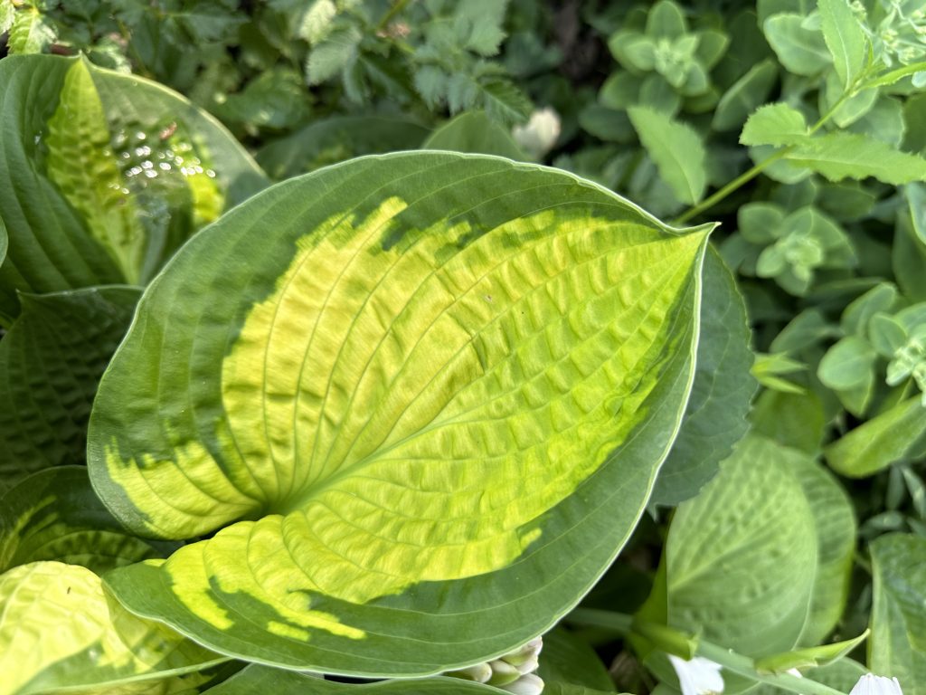 A close-up photo of a 'Rainbow's End' hosta leaf