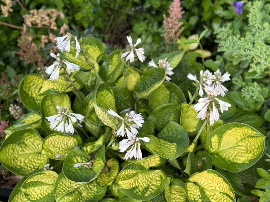 A photo of 'Rainbow's End' hosta in bloom