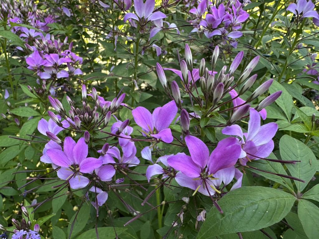 A photo of cleome flowers in bloom in a flowerbed