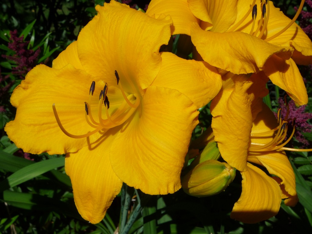 A photo of 'Mary's Gold' daylilies in bloom