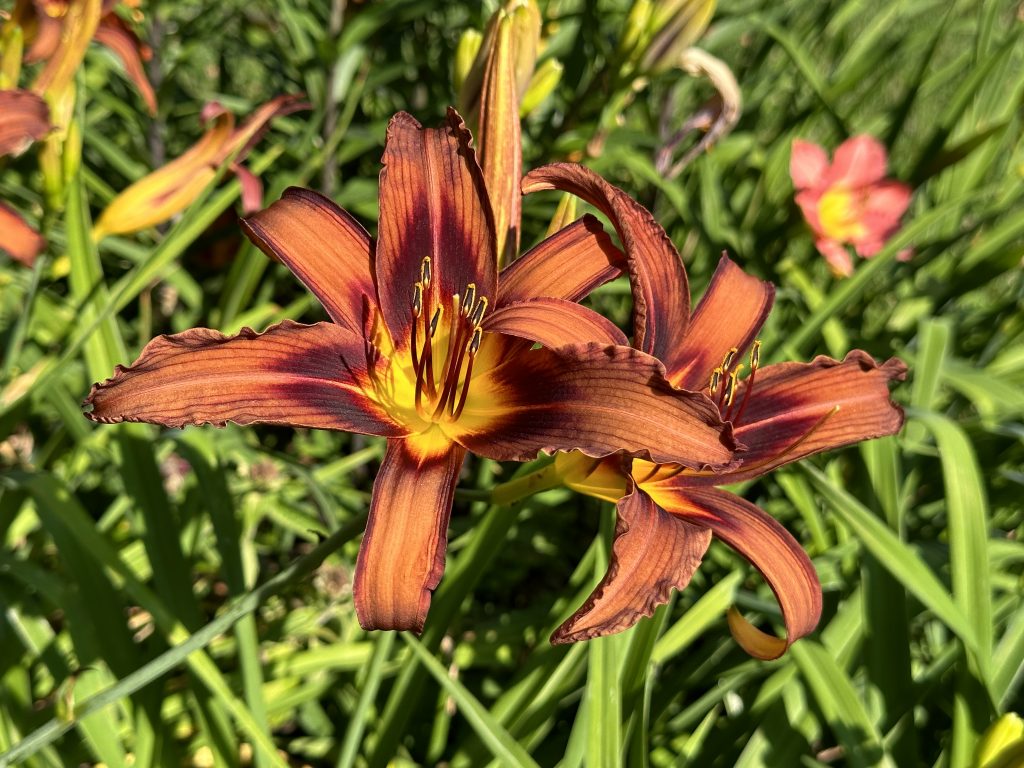 A photo of daylily 'Brown Witch' flowers in bloom