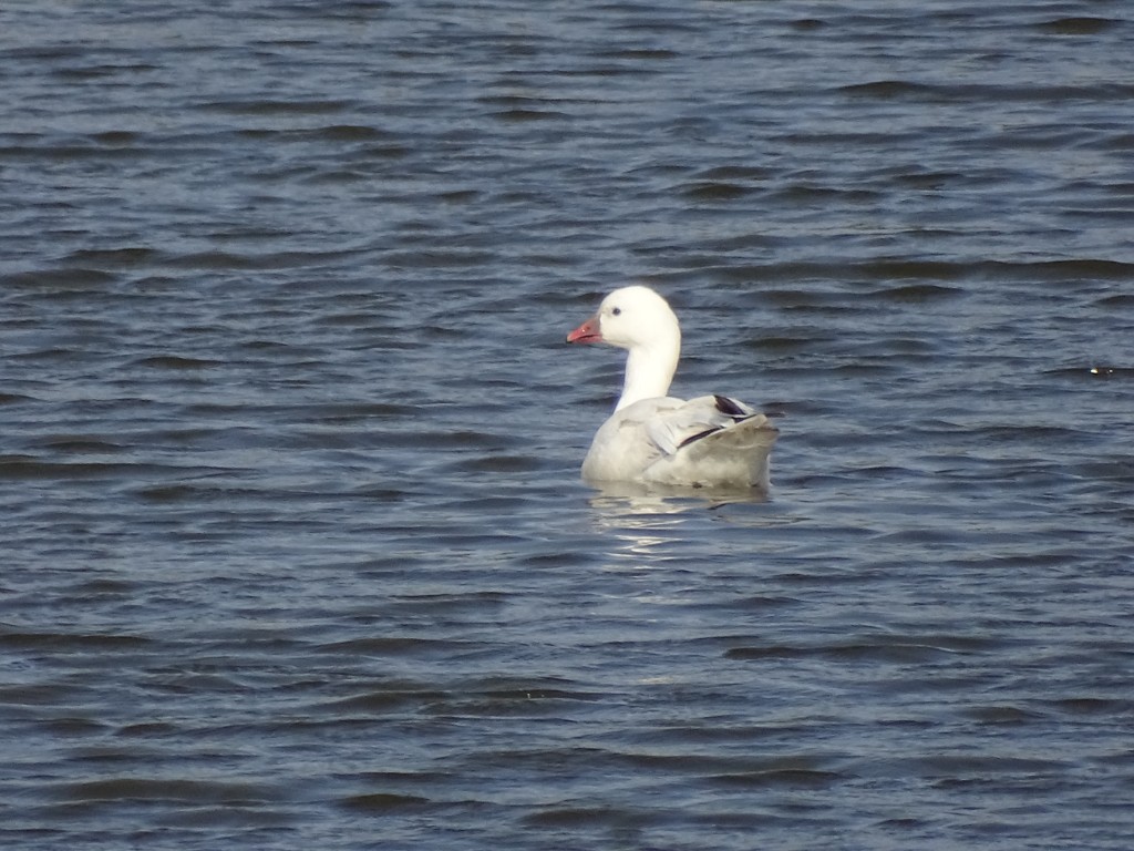 A photo of a Ross's Goose swimming in a pond.
