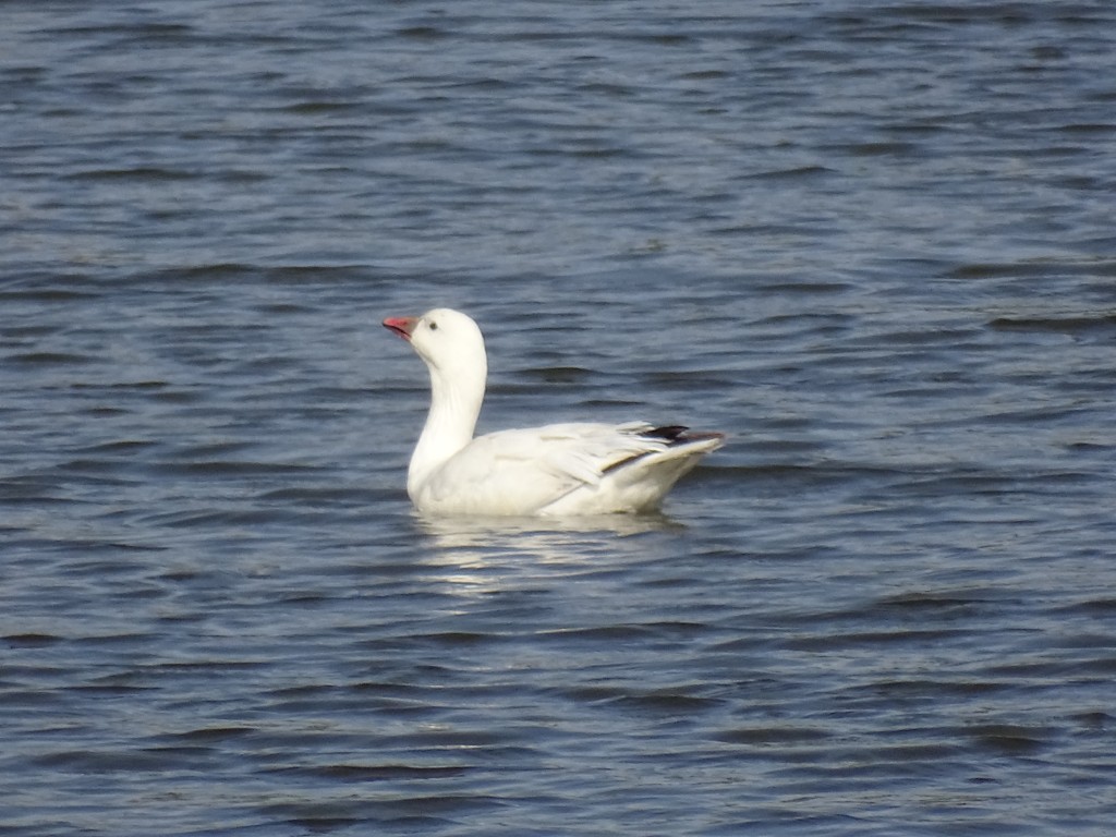 A photo of a Ross's Goose swimming in a pond.