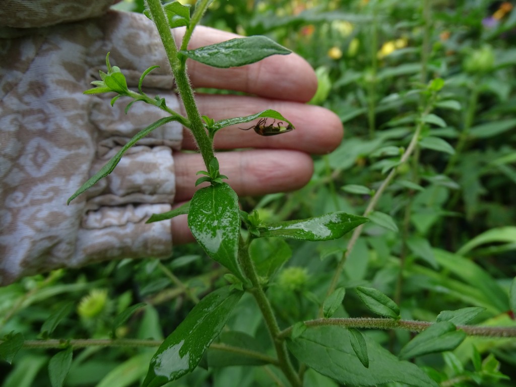 A close-up photo of a firefly adult on the underside of a leaf