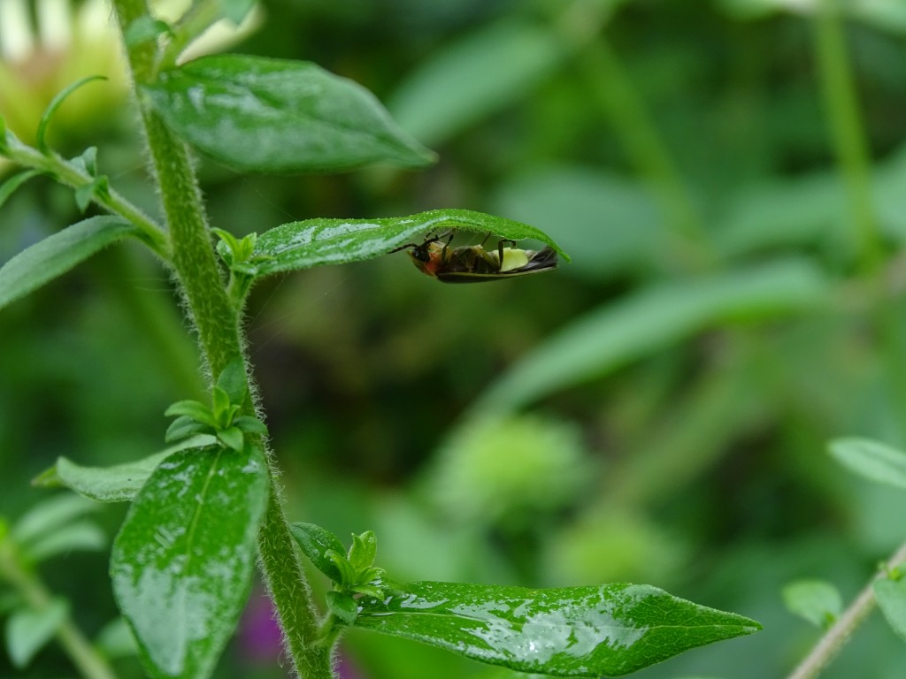 A close-up photo of a firefly adult on the underside of a leaf