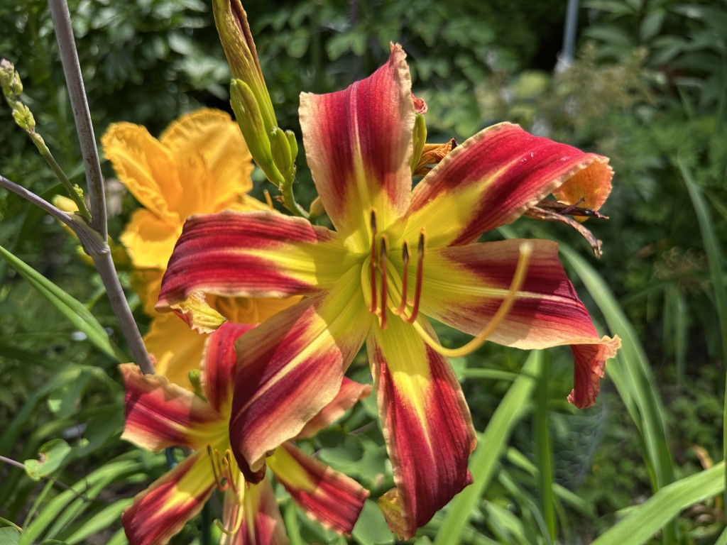 A close-up of Daylily 'A Little Fire, Scarecrow' in bloom