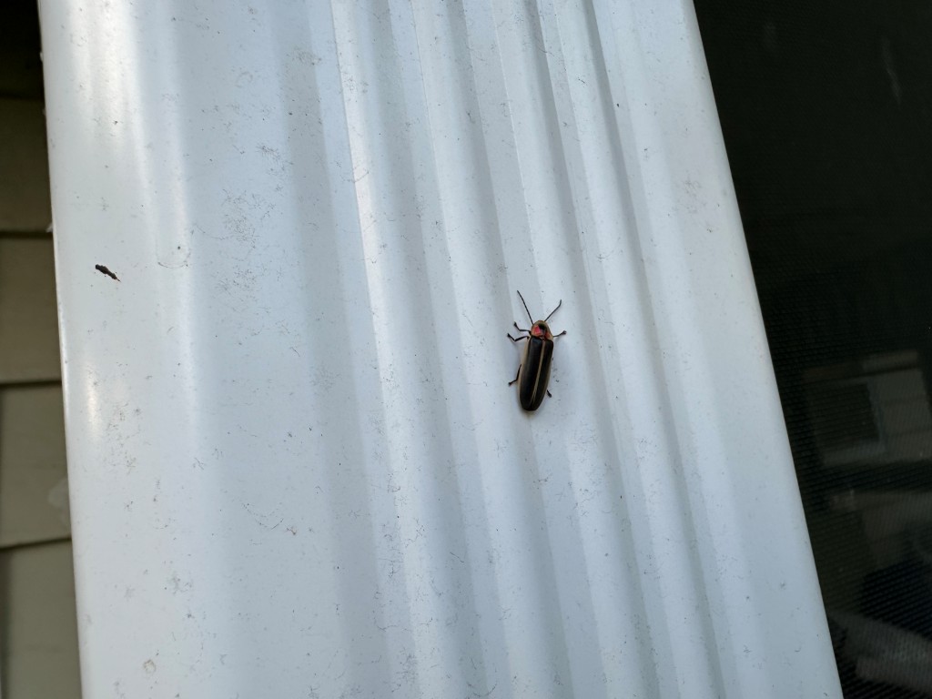 A close-up photo of a firefly adult on a downspout