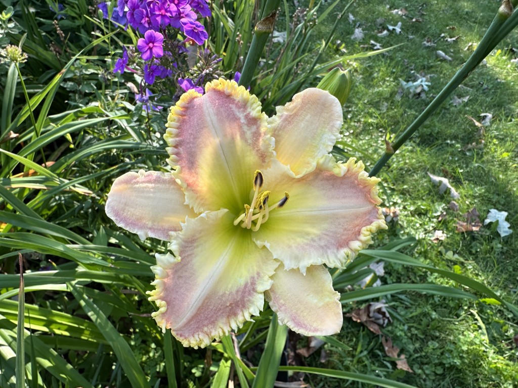 A photo of daylily 'Ruffled Strawberry Parfait' in bloom
