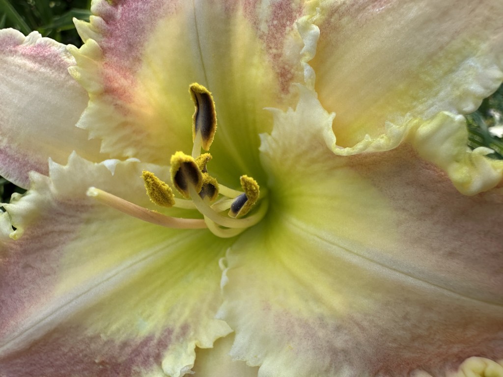 A close-up photo of daylily 'Ruffled Strawberry Parfait' in bloom