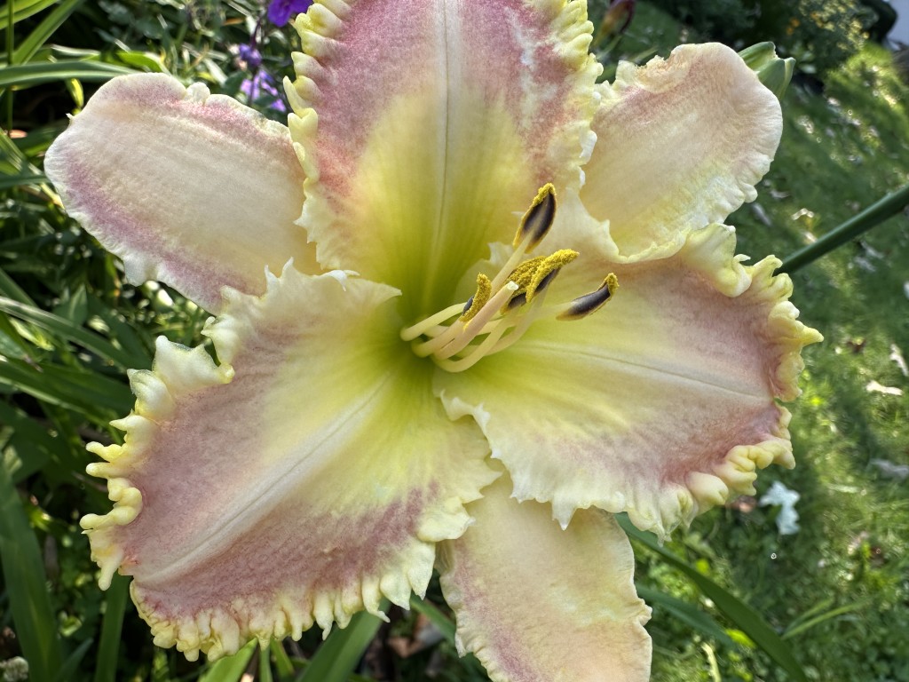 A close-up photo of daylily 'Ruffled Strawberry Parfait' in bloom