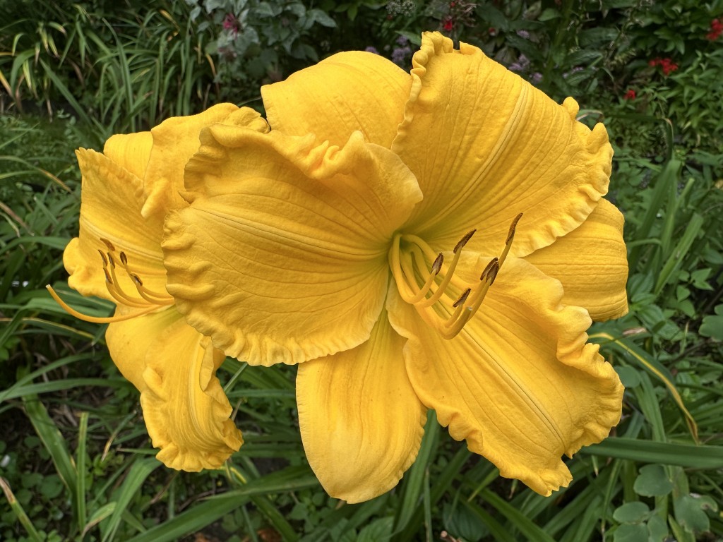 A photo of 'Mary's Gold' daylilies in bloom