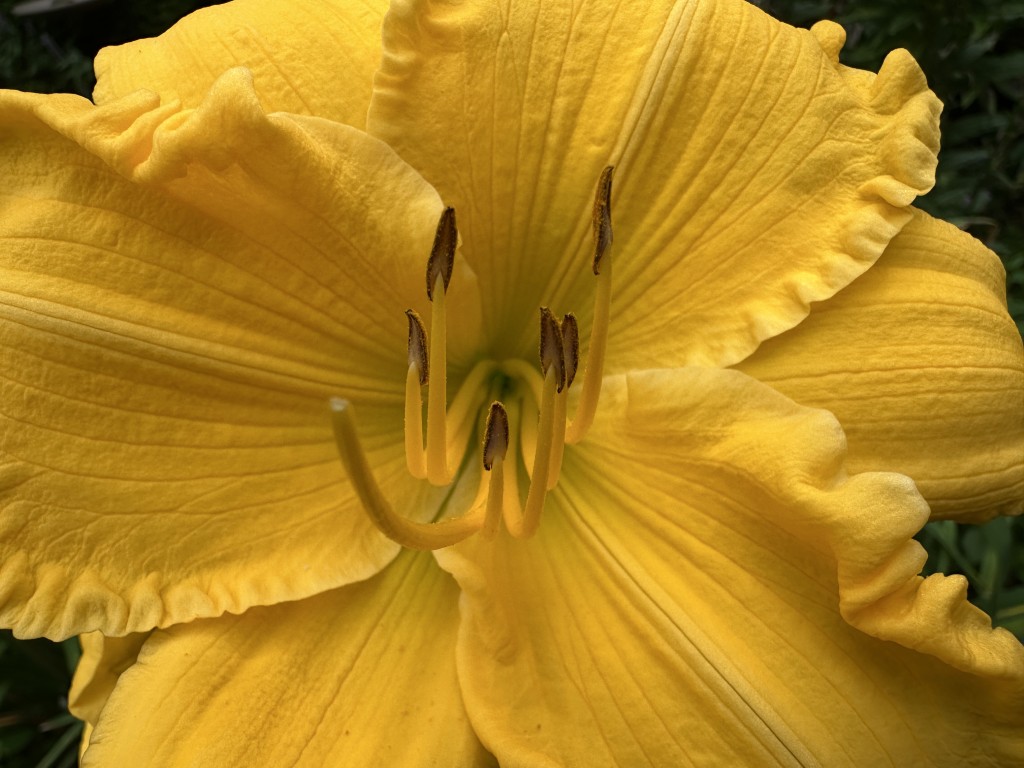 A close-up photo of 'Mary's Gold' daylily in bloom