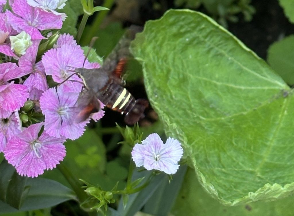 A photo of a Hummingbird Clearwing moth sipping nectar from a dianthus flower