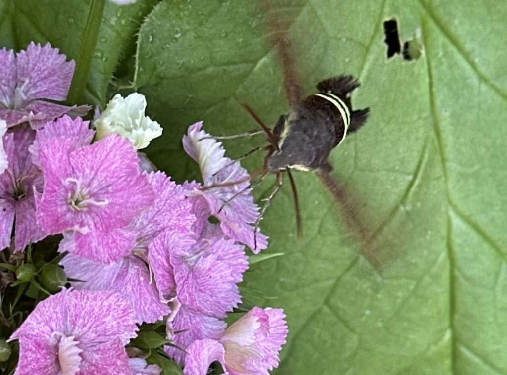A photo of a Hummingbird Clearwing moth sipping nectar from a dianthus flower