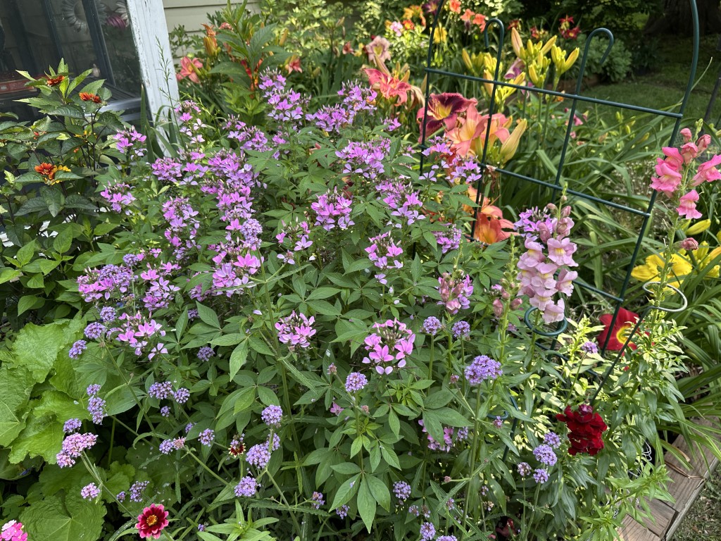 A photo of cleome flowers in bloom in a flowerbed