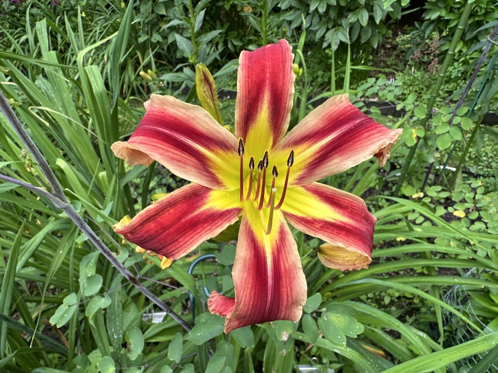 A close-up of Daylily 'A Little Fire, Scarecrow' in bloom