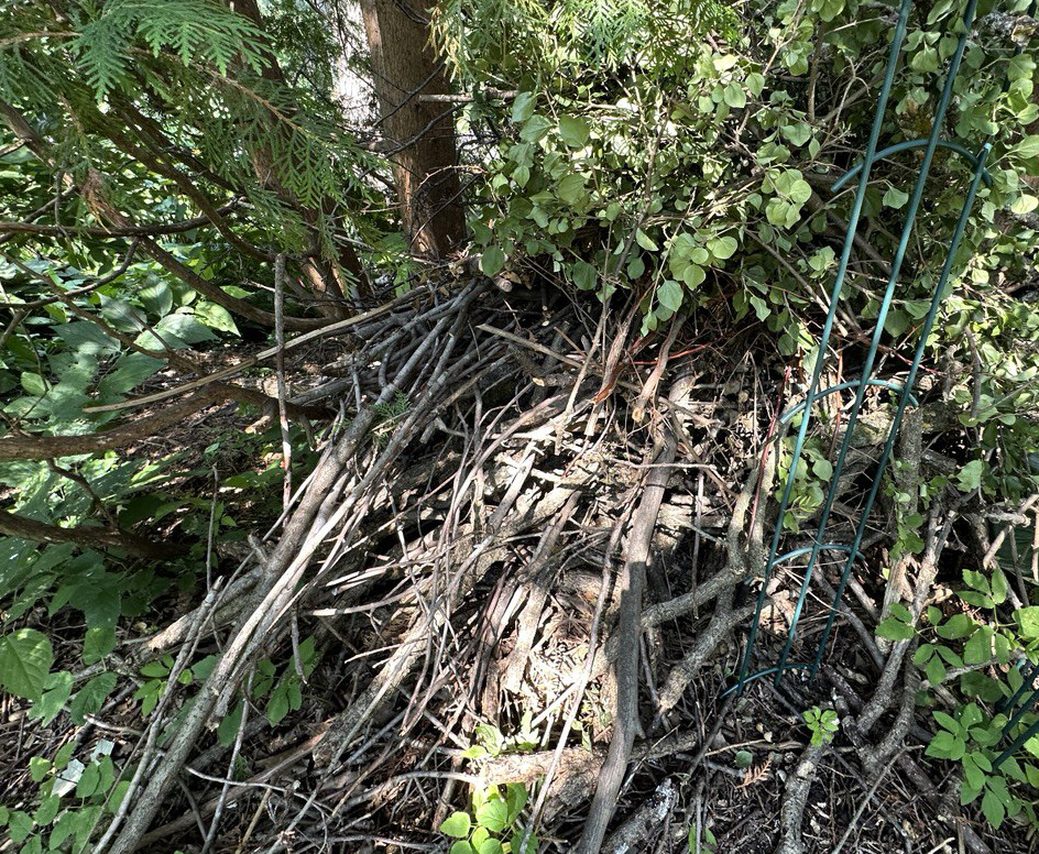 A photo of a woodpile