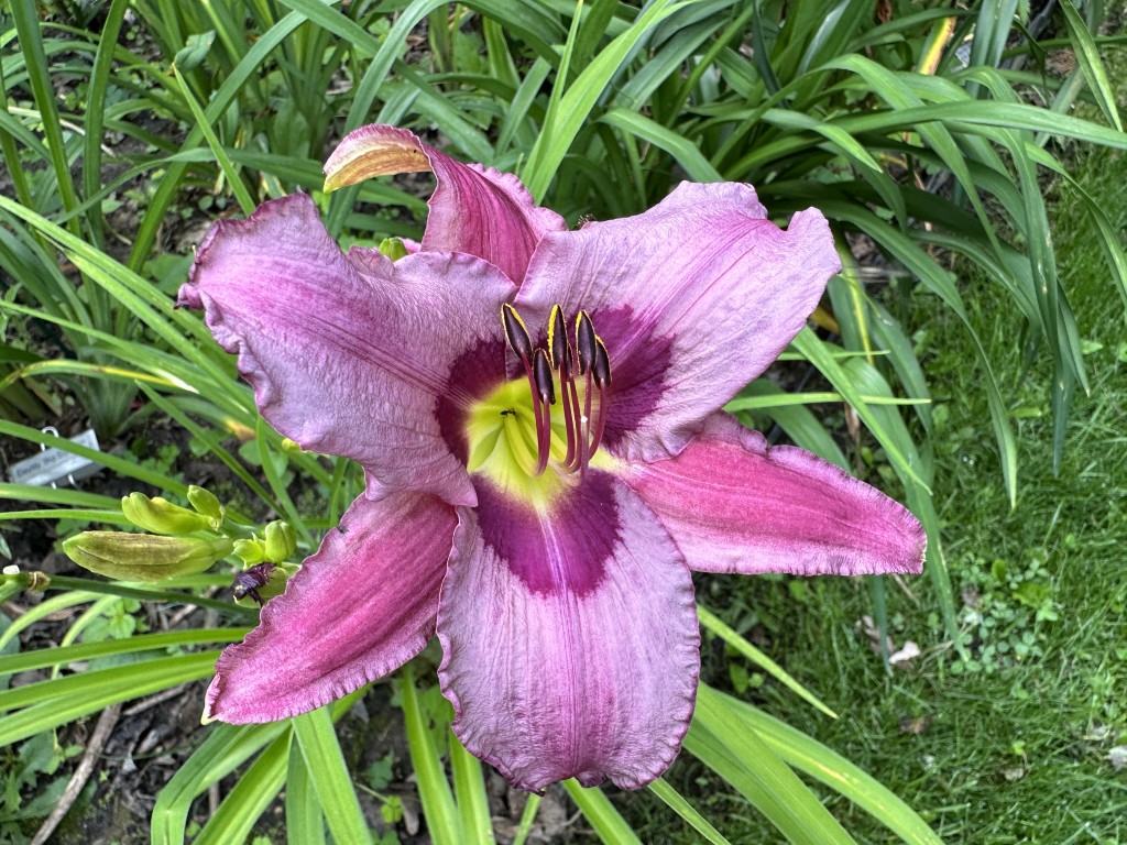 A photo of daylily 'Blueberry Breakfast' in bloom