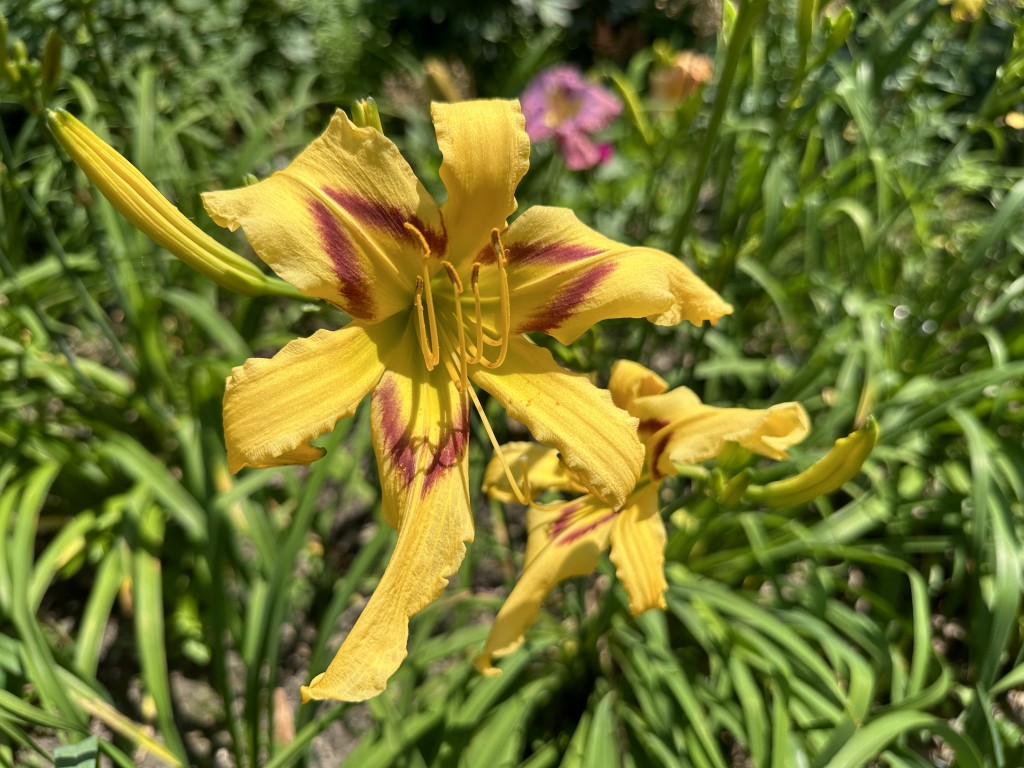 A photo of daylily 'Toodleloo Kangaroo'