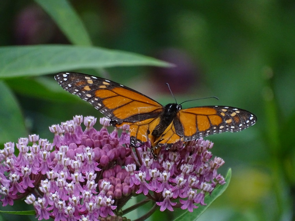 A photo of a monarch butterfly sipping nectar from a swamp milkweed