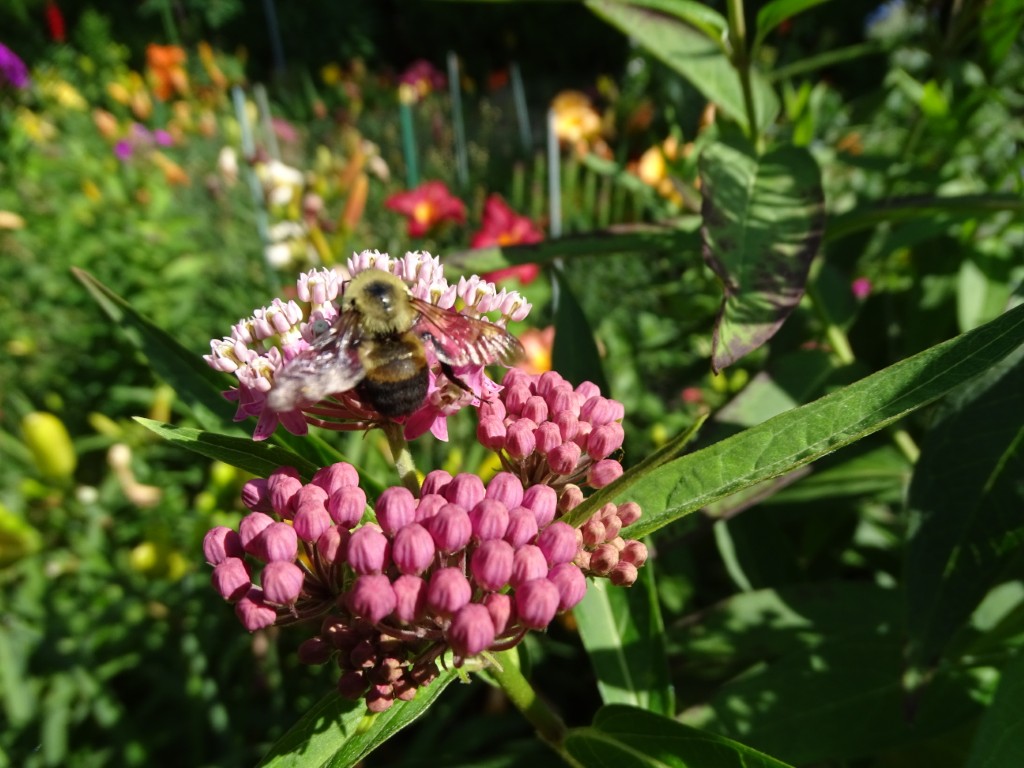 A photo of a bumblebee sipping nectar from a swamp milkweed flower