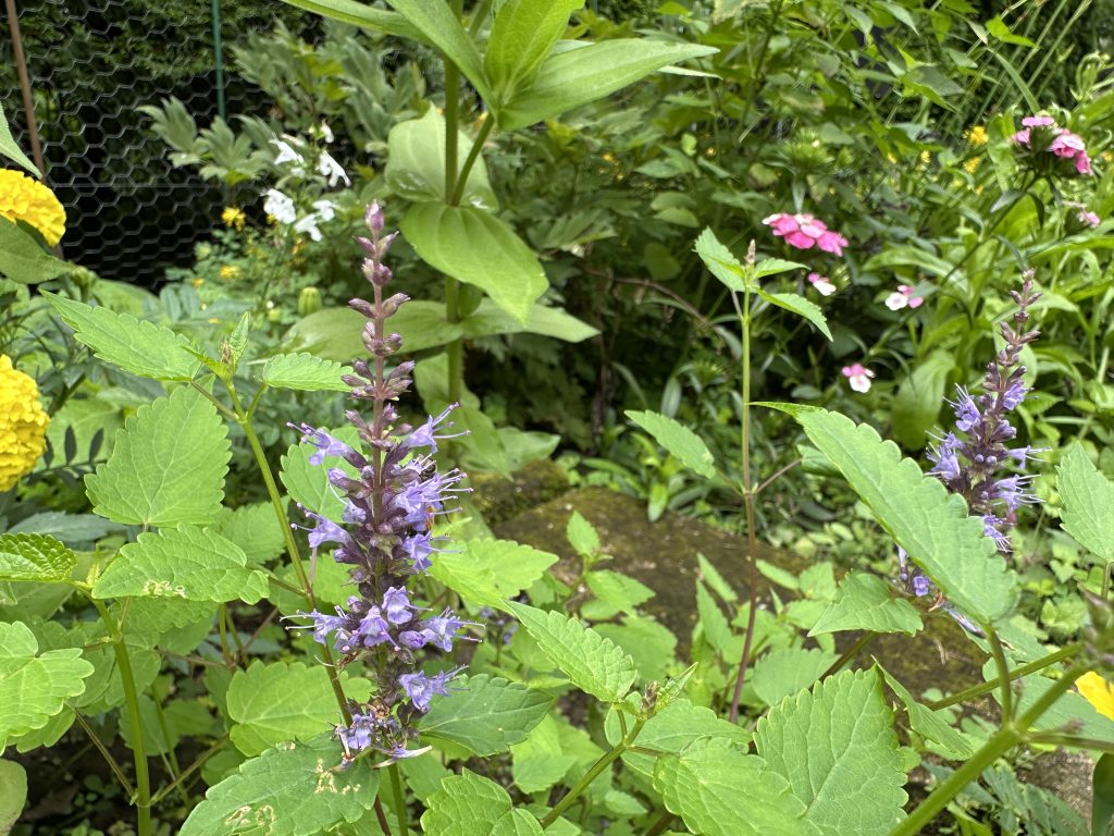 'Astello Indigo' flowers blooming in a flowerbed