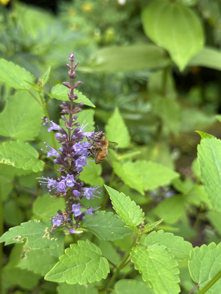 An 'Astello Indigo' flower with a honeybee sipping nectar from it
