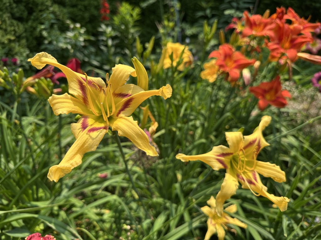A photo of daylily 'Toodleloo Kangaroo'