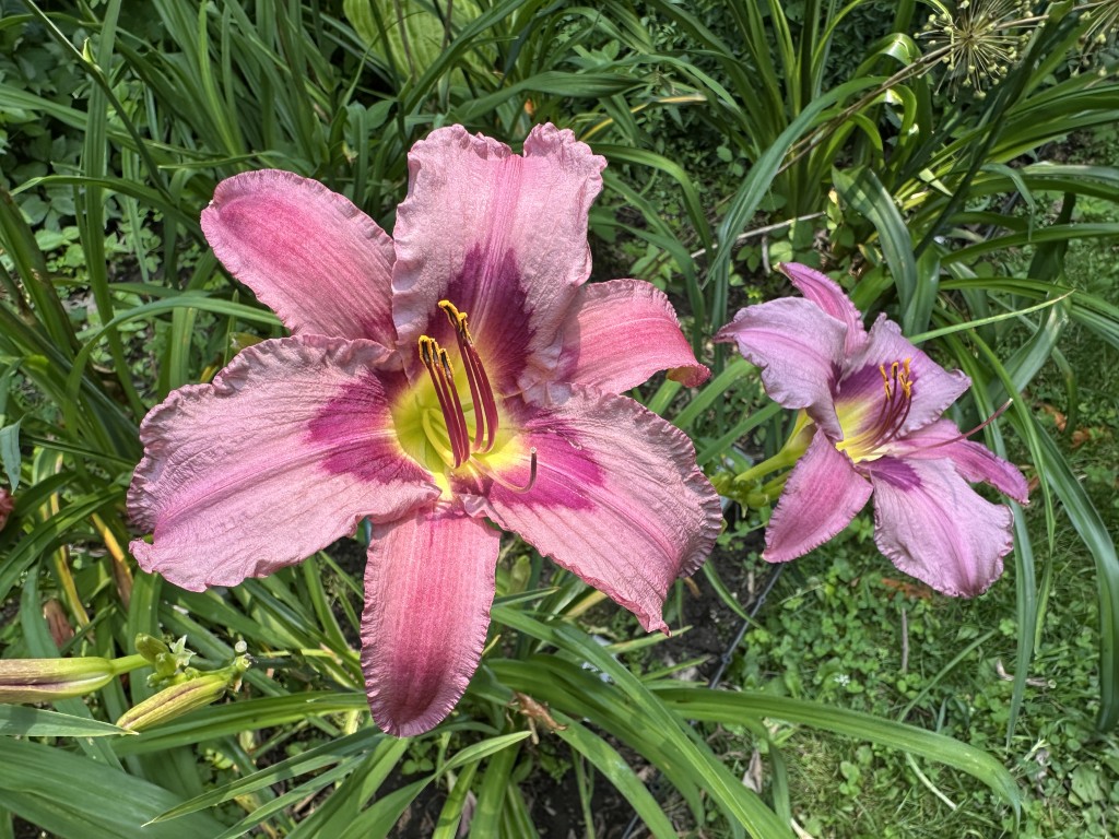 A photo of daylily 'Blueberry Breakfast' in bloom