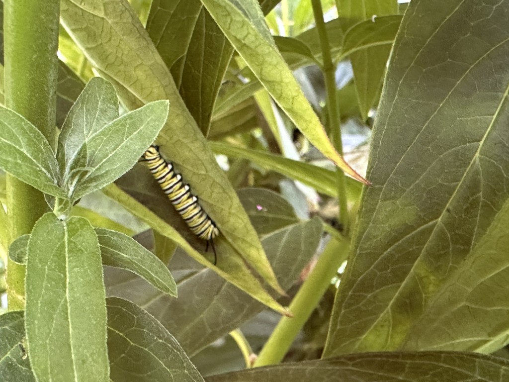 A photo of a monarch caterpillar eating swamp milkweed leaves