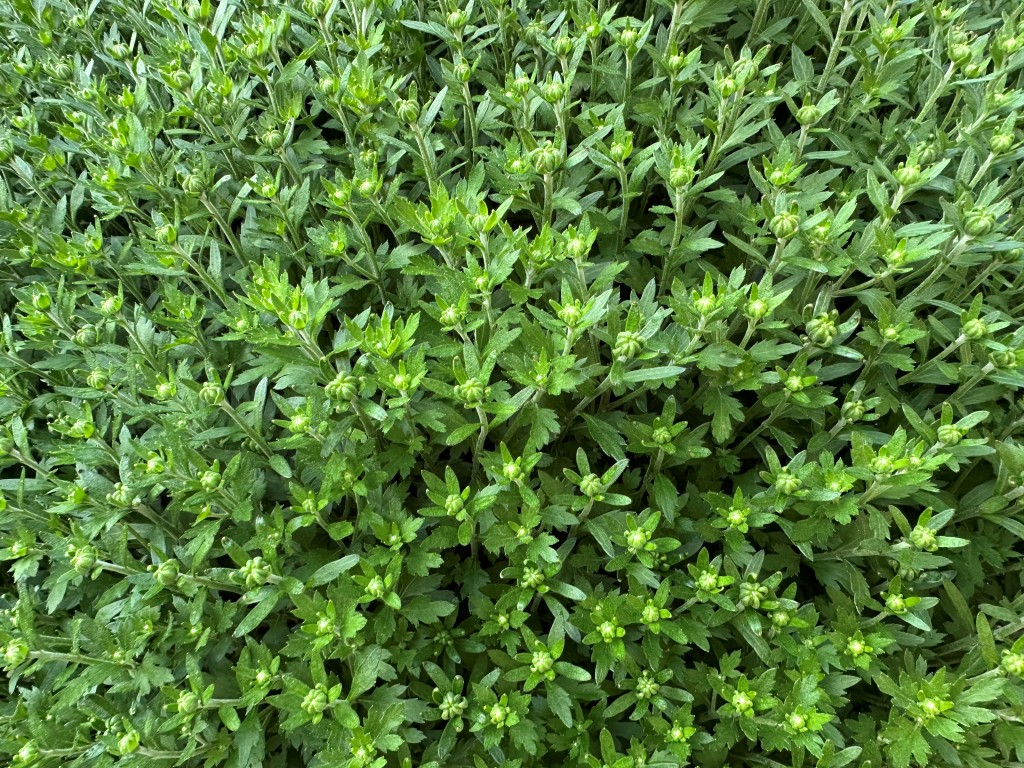 A close-up photo of mum flower buds