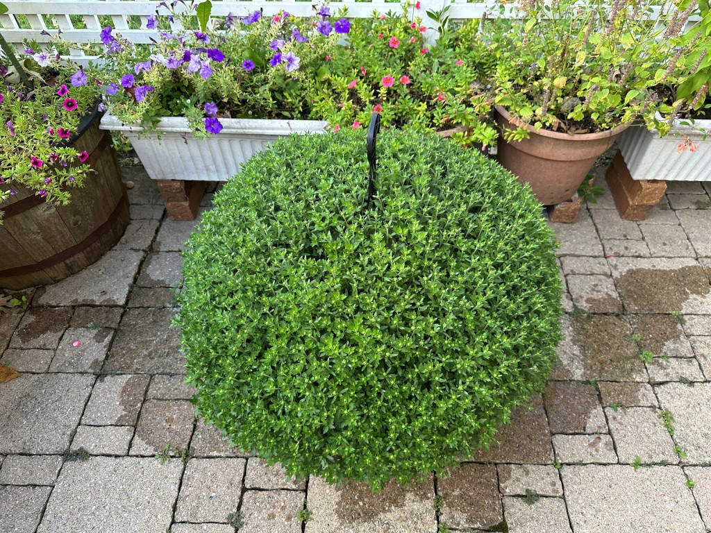 A photo of a tri-colored mum full of flower buds