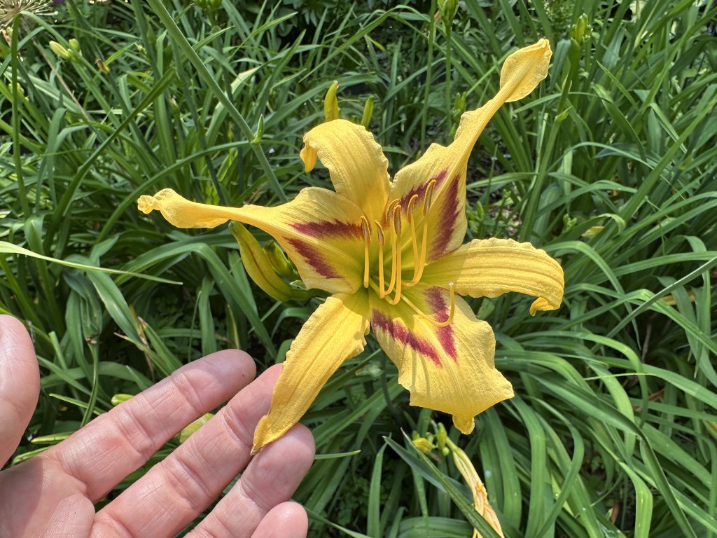 A photo of daylily 'Toodleloo Kangaroo'