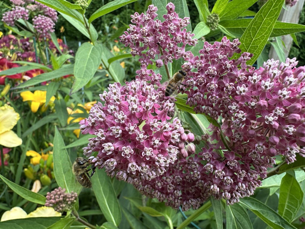 A photo of honeybees sipping nectar from a swamp milkweed